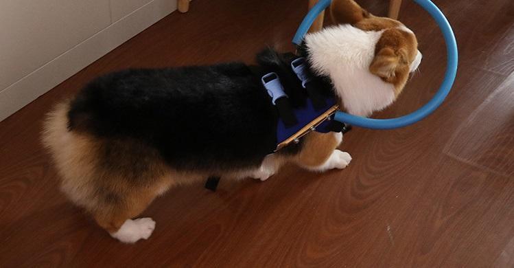 Bumper Collar Guide For Blind Dogs Harness