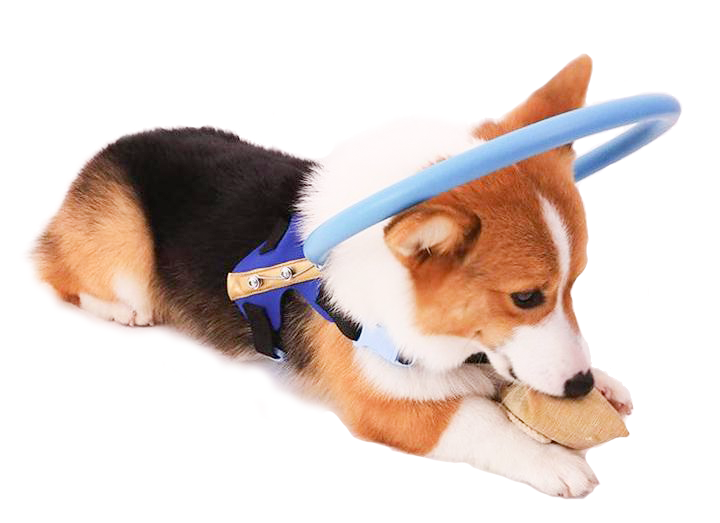 Bumper Collar Guide For Blind Dogs Harness