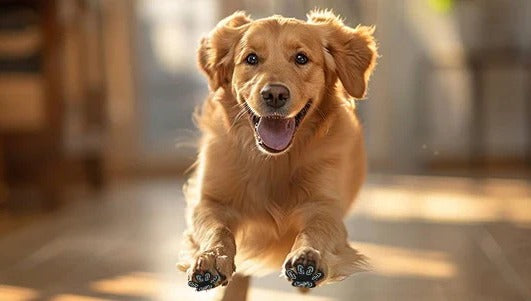 Waterproof Anti-Slip Dog Paw Protectors